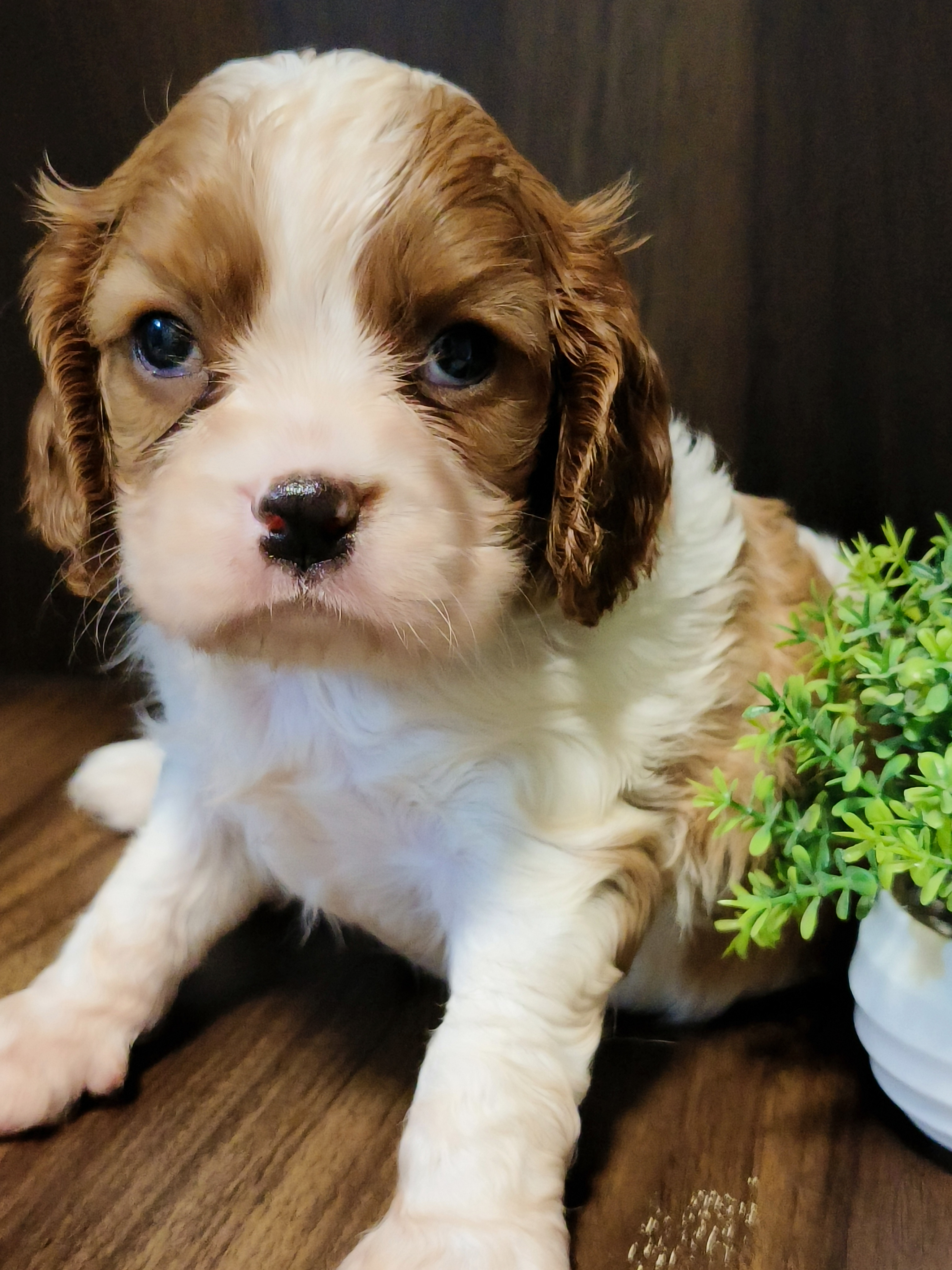 骑士查理王小猎犬，三只公崽，疫苗两针